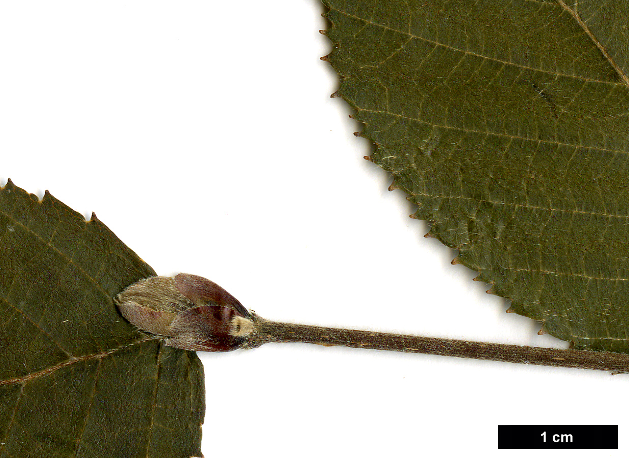 High resolution image: Family: Betulaceae - Genus: Betula - Taxon: delavayi