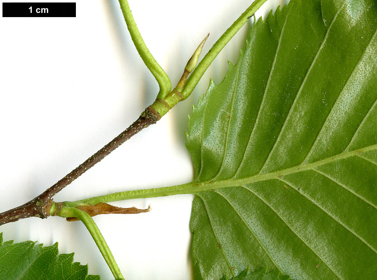 High resolution image: Family: Betulaceae - Genus: Betula - Taxon: ermanii