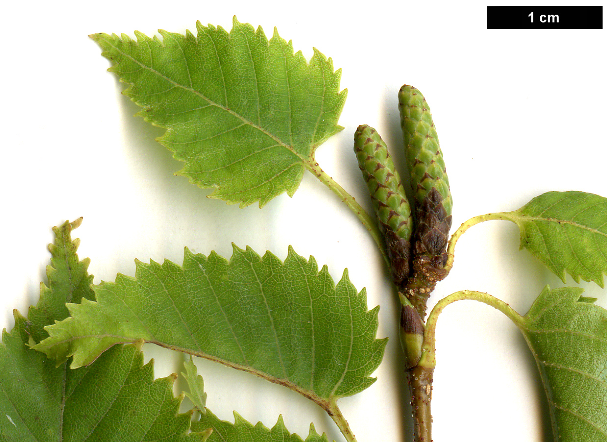 High resolution image: Family: Betulaceae - Genus: Betula - Taxon: ermanii