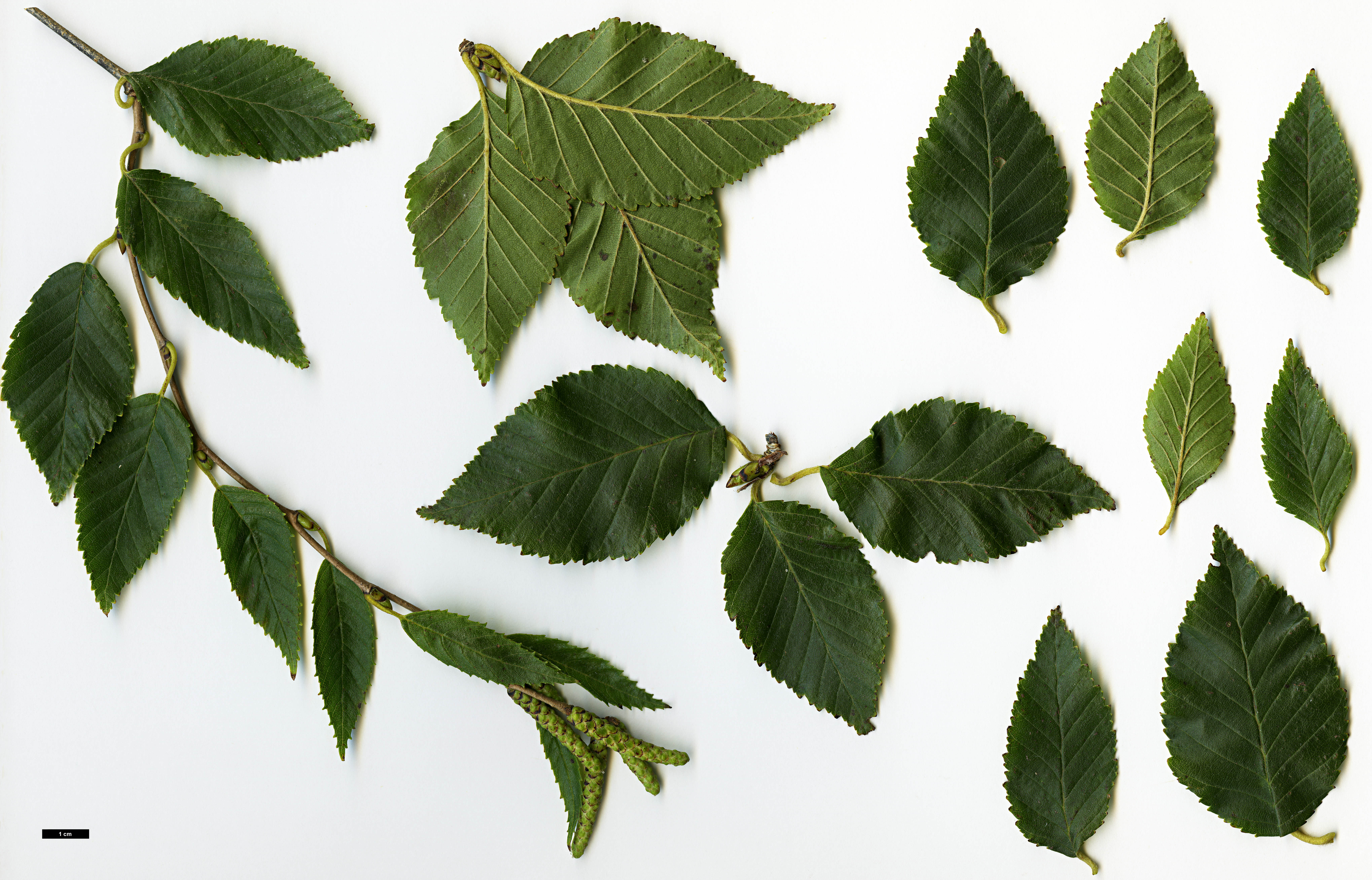 High resolution image: Family: Betulaceae - Genus: Betula - Taxon: fargesii