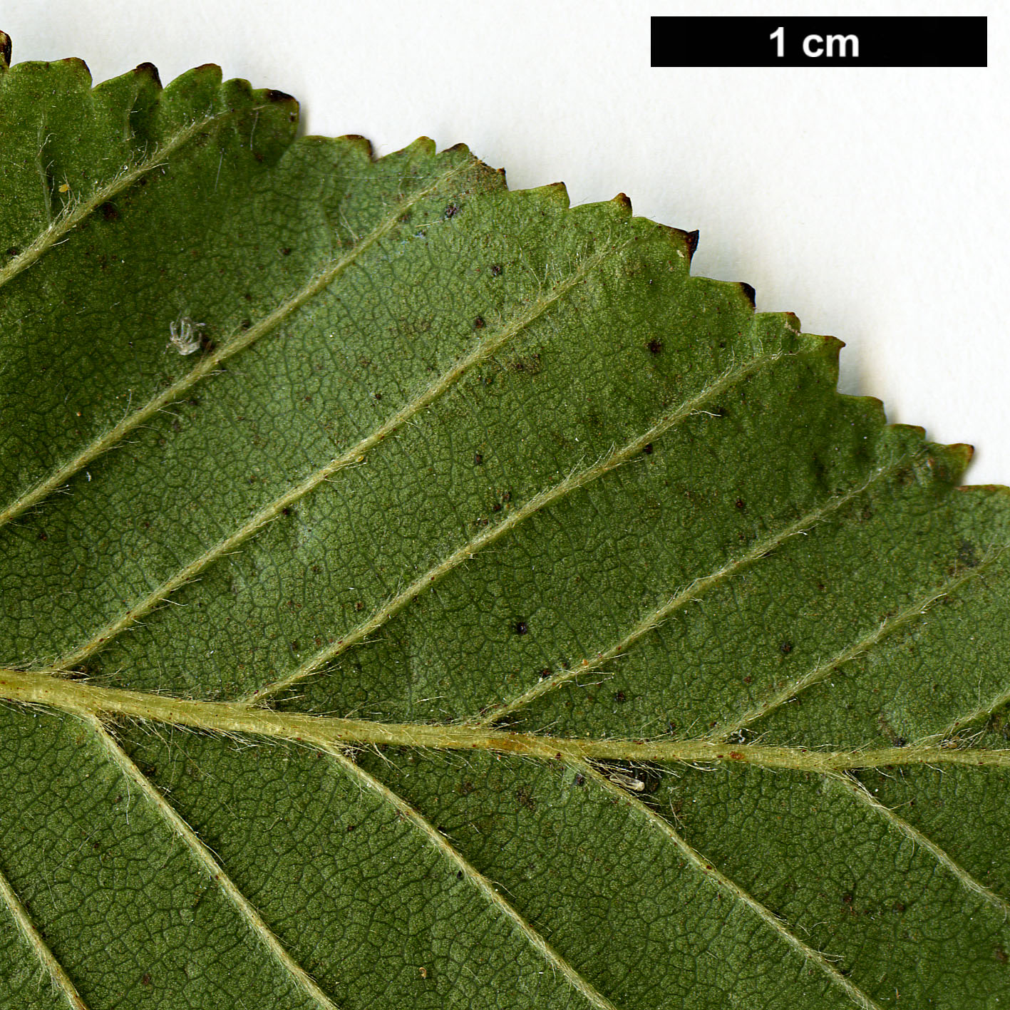 High resolution image: Family: Betulaceae - Genus: Betula - Taxon: fargesii