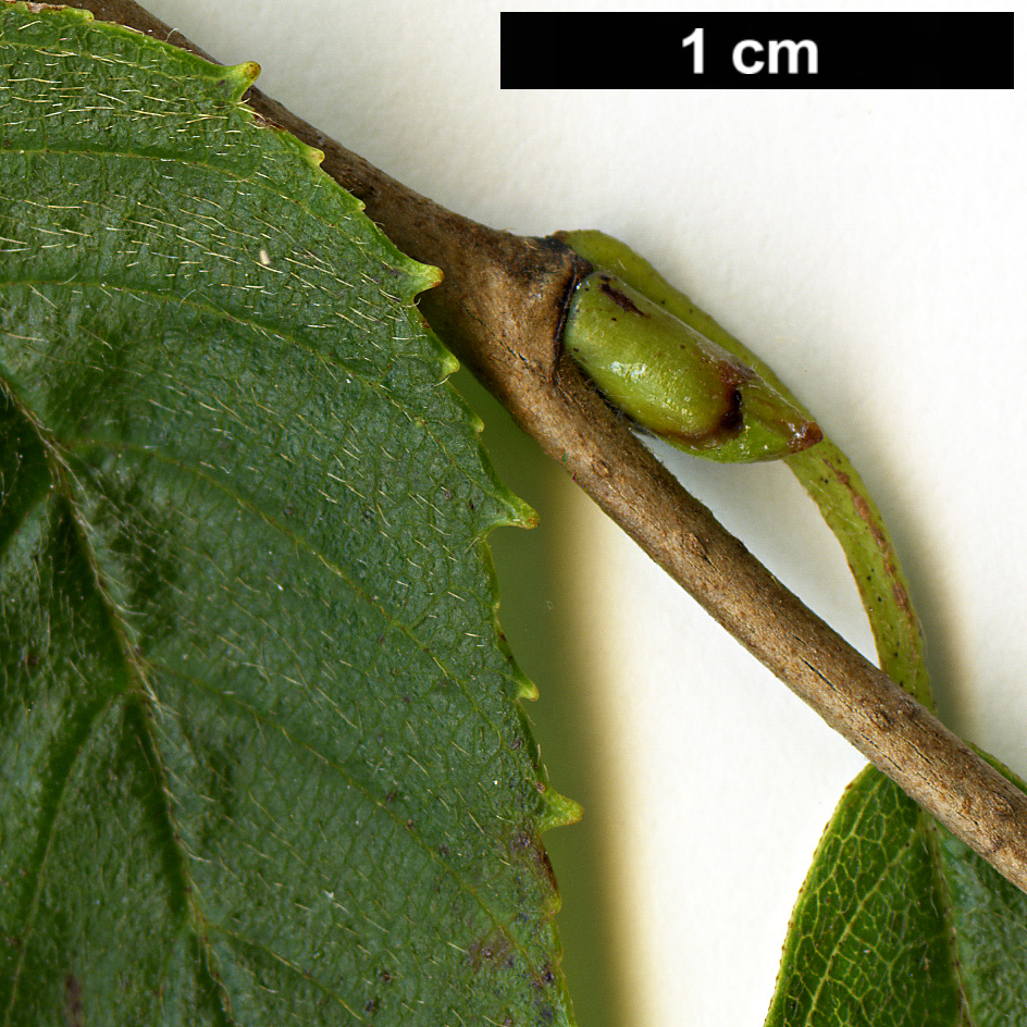 High resolution image: Family: Betulaceae - Genus: Betula - Taxon: fargesii