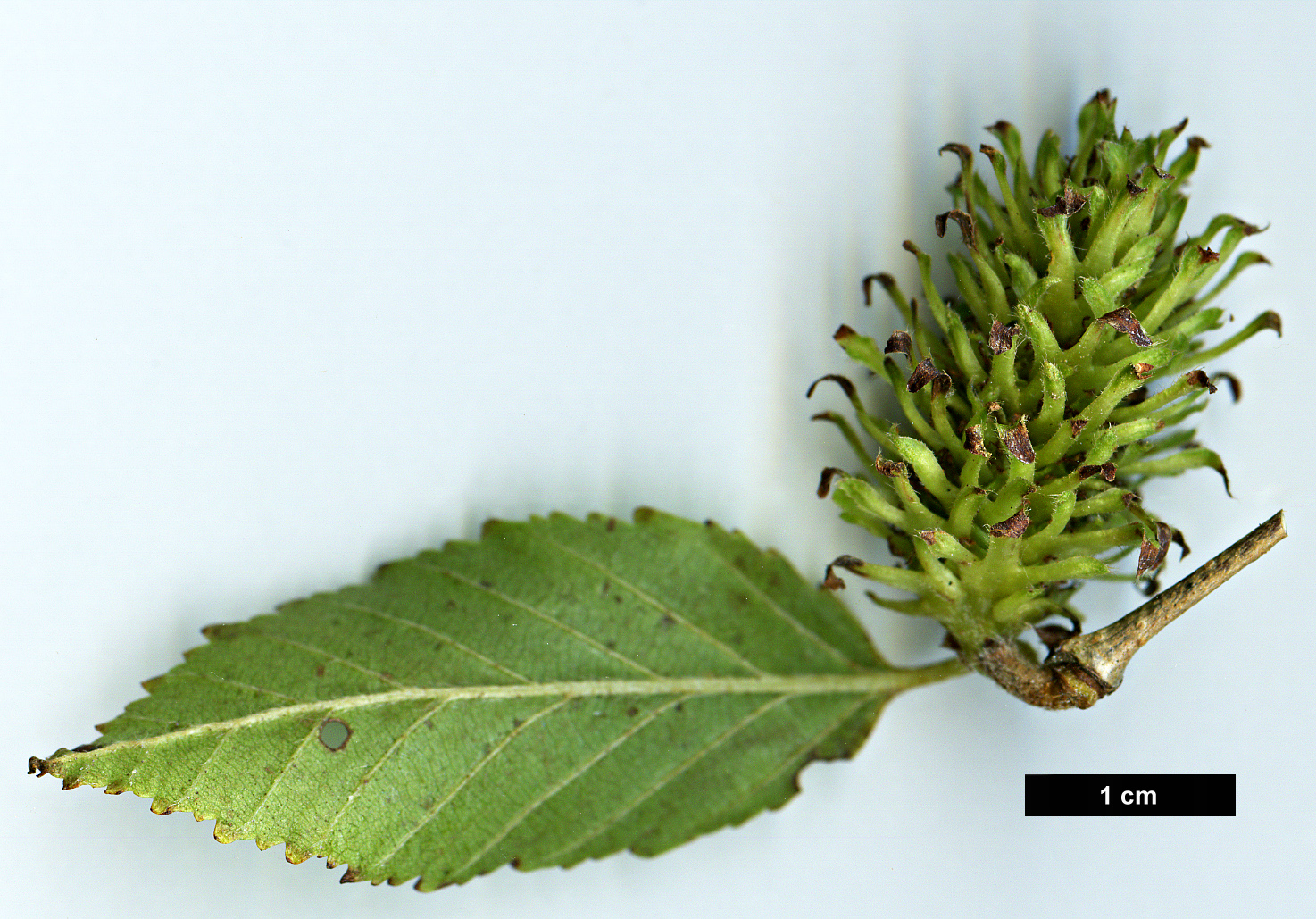 High resolution image: Family: Betulaceae - Genus: Betula - Taxon: fargesii