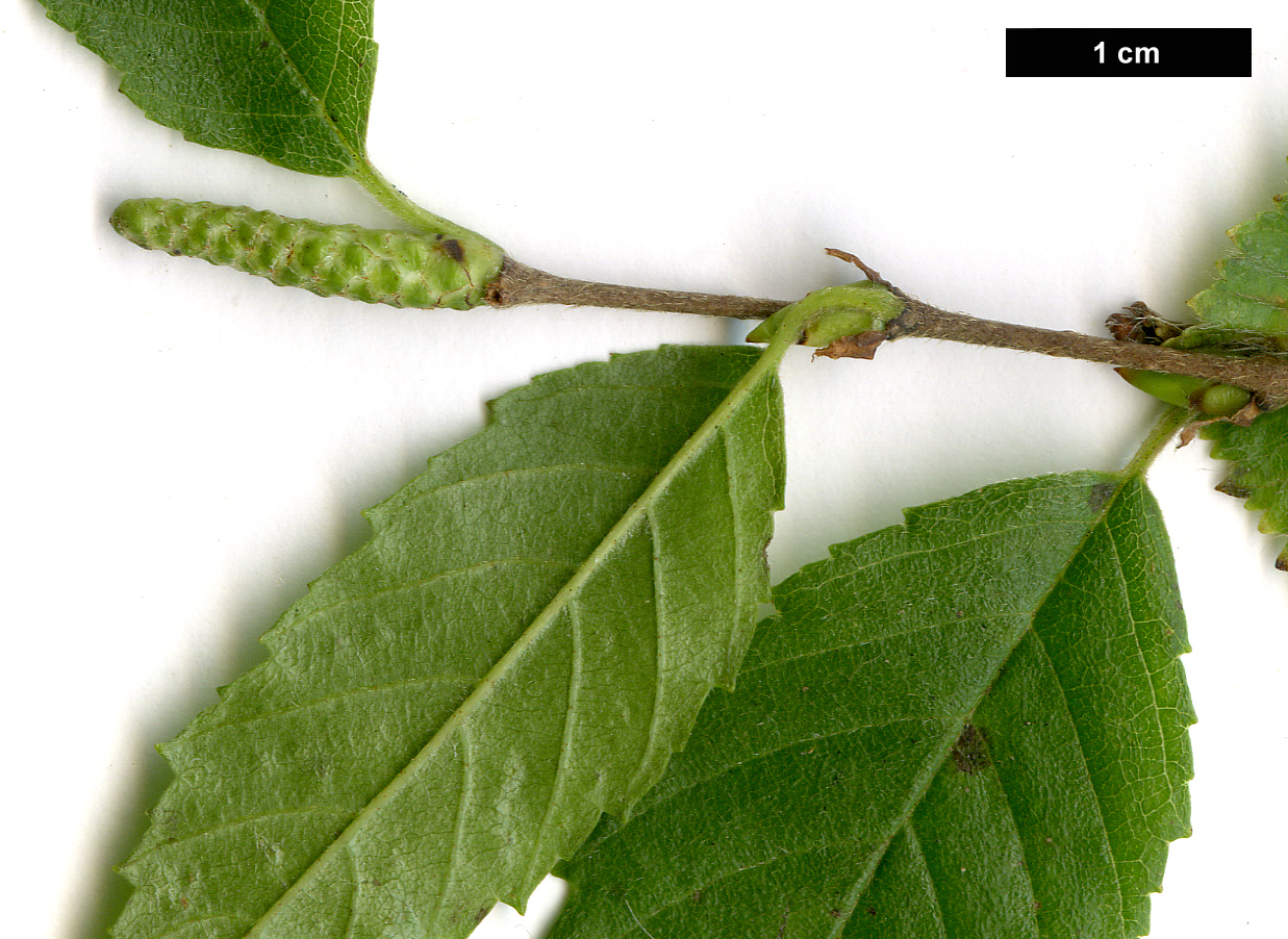 High resolution image: Family: Betulaceae - Genus: Betula - Taxon: fargesii