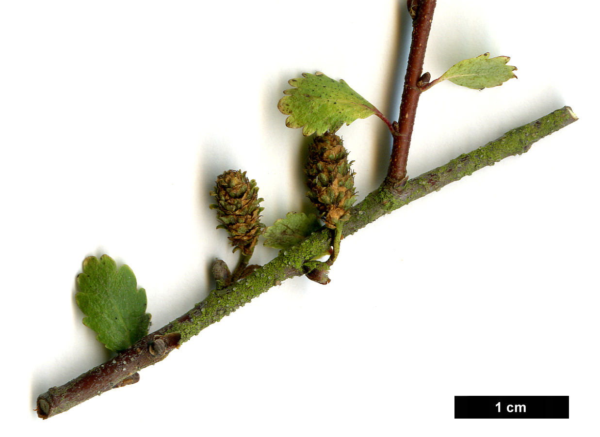 High resolution image: Family: Betulaceae - Genus: Betula - Taxon: glandulosa