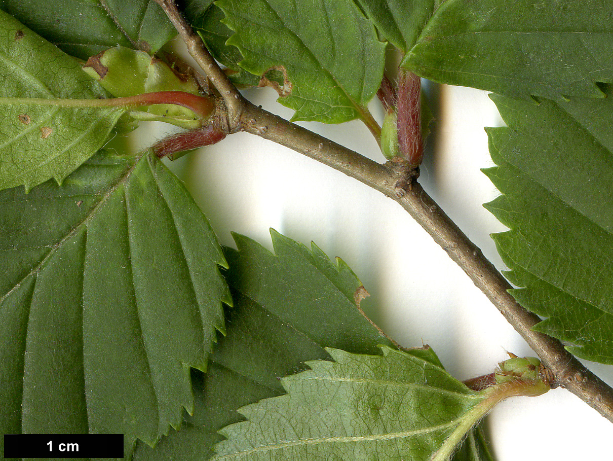 High resolution image: Family: Betulaceae - Genus: Betula - Taxon: globispica