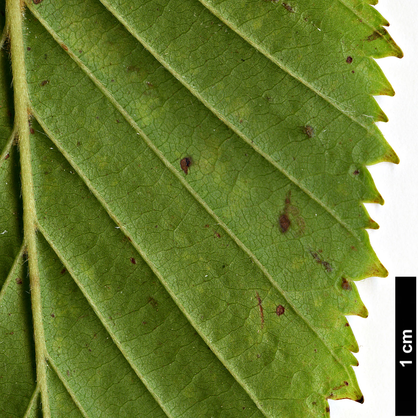 High resolution image: Family: Betulaceae - Genus: Betula - Taxon: globispica