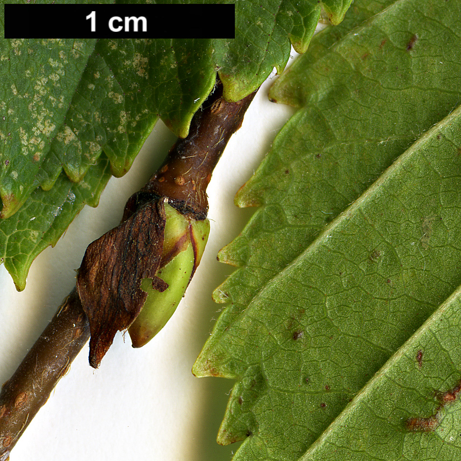 High resolution image: Family: Betulaceae - Genus: Betula - Taxon: globispica