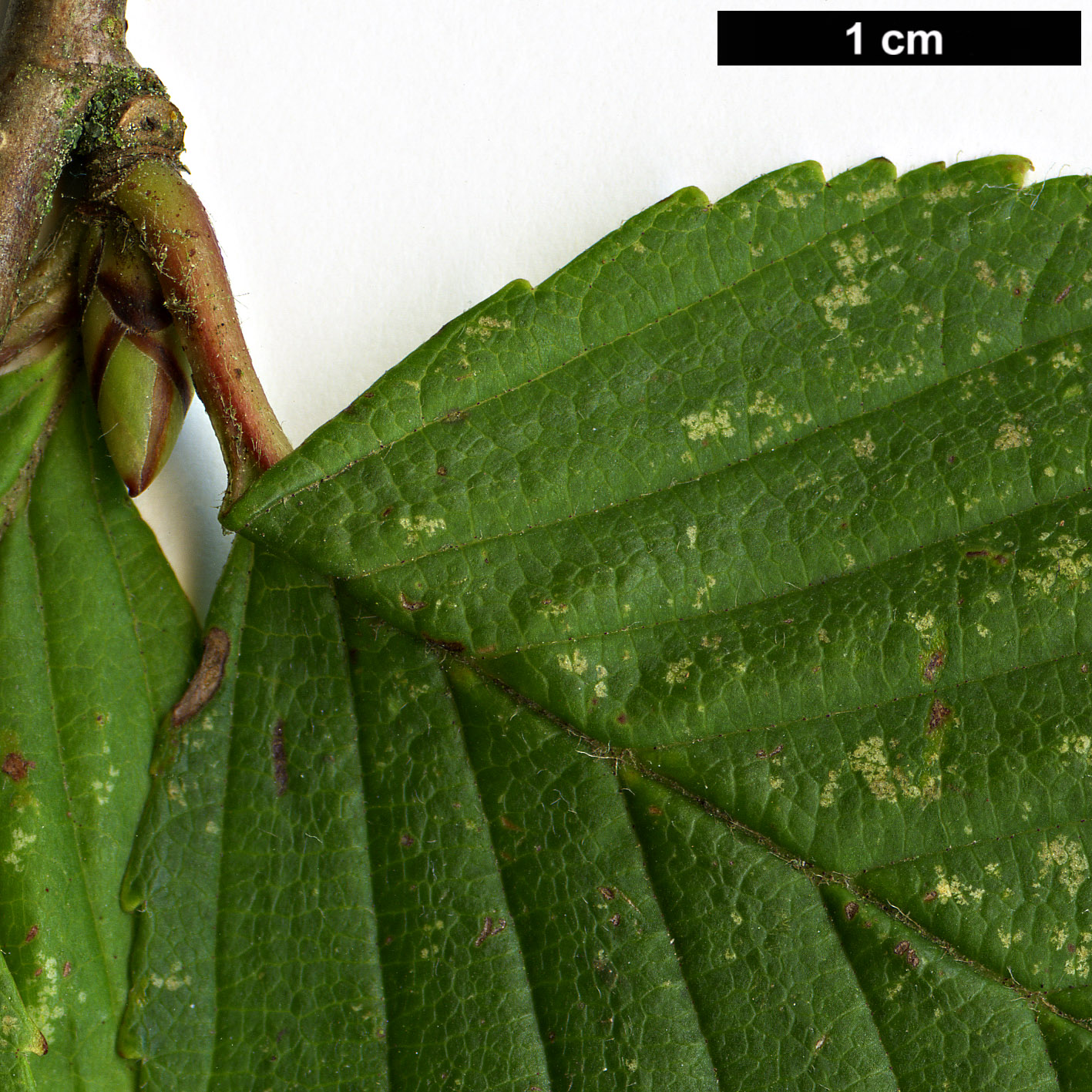 High resolution image: Family: Betulaceae - Genus: Betula - Taxon: globispica