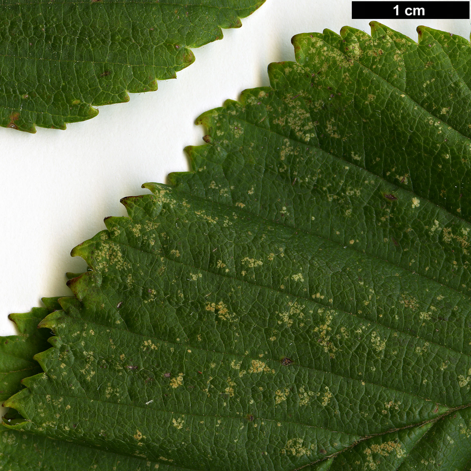 High resolution image: Family: Betulaceae - Genus: Betula - Taxon: globispica