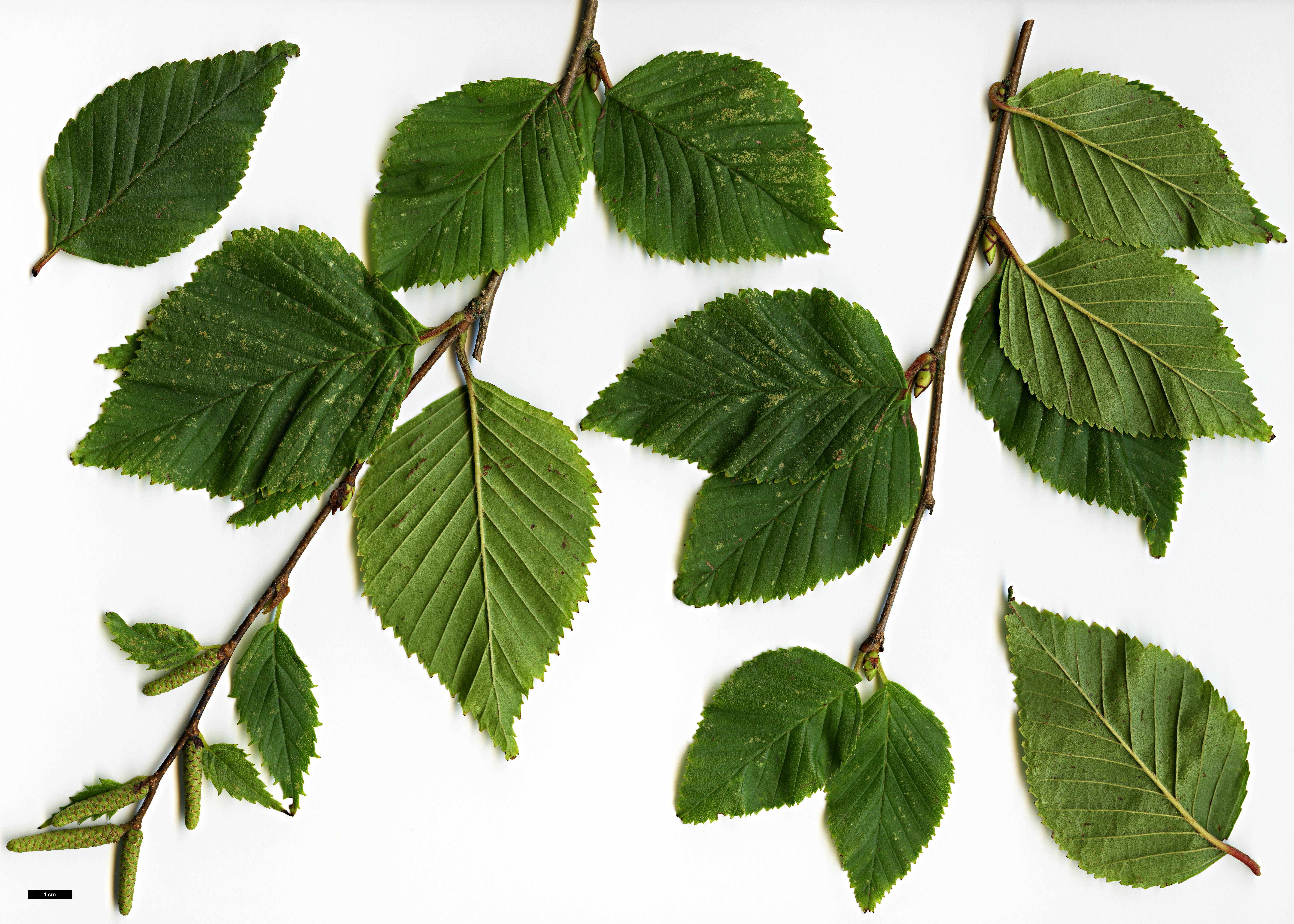 High resolution image: Family: Betulaceae - Genus: Betula - Taxon: globispica