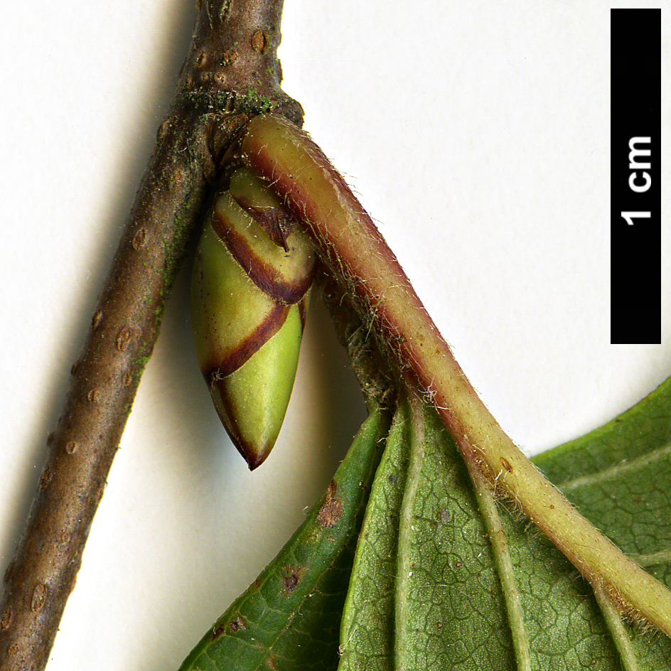 High resolution image: Family: Betulaceae - Genus: Betula - Taxon: globispica