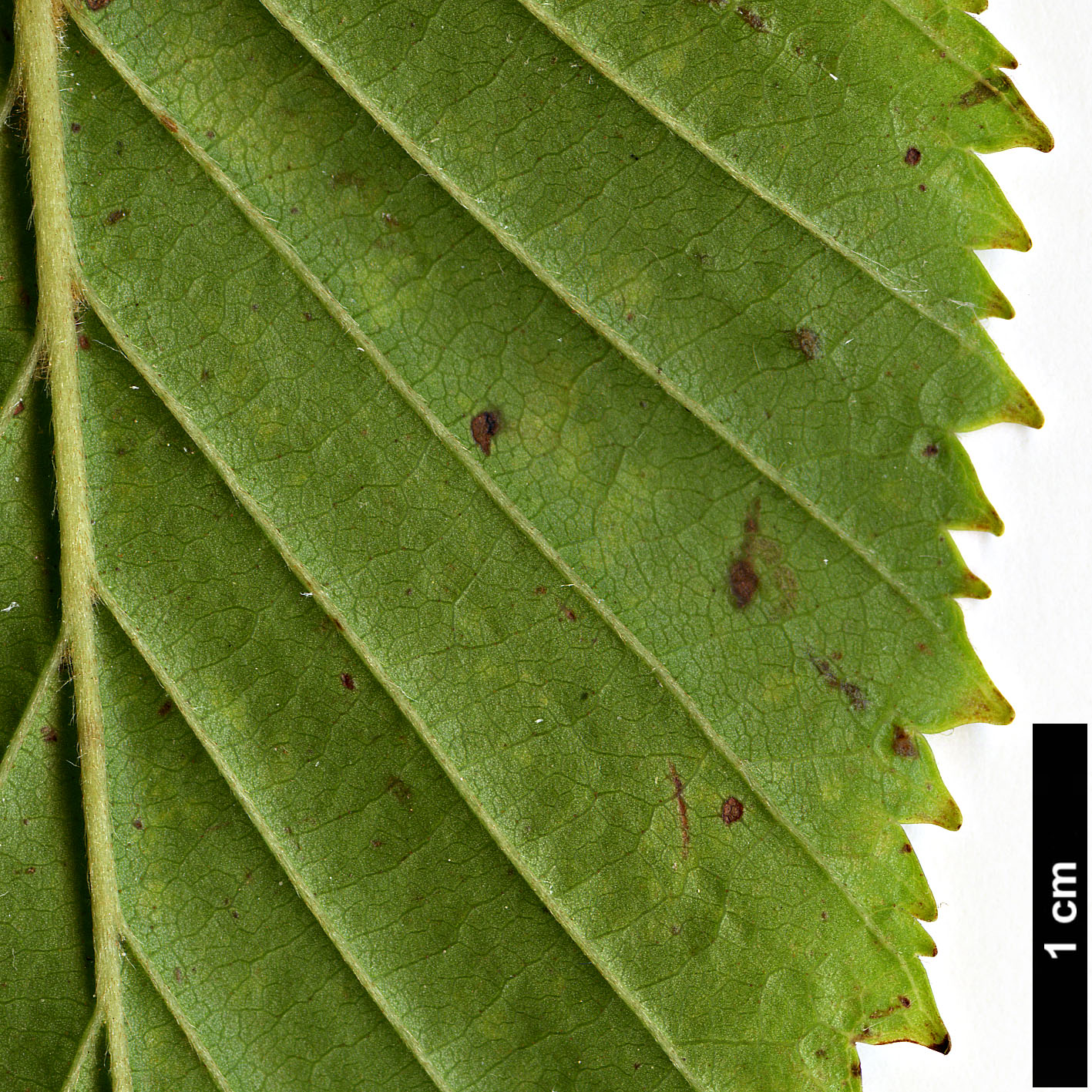 High resolution image: Family: Betulaceae - Genus: Betula - Taxon: globispica