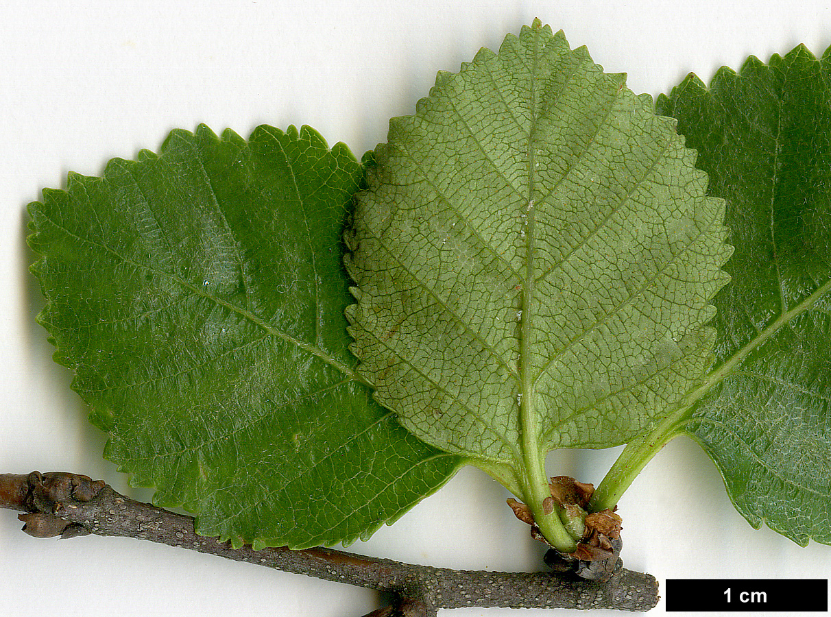 High resolution image: Family: Betulaceae - Genus: Betula - Taxon: gmelinii