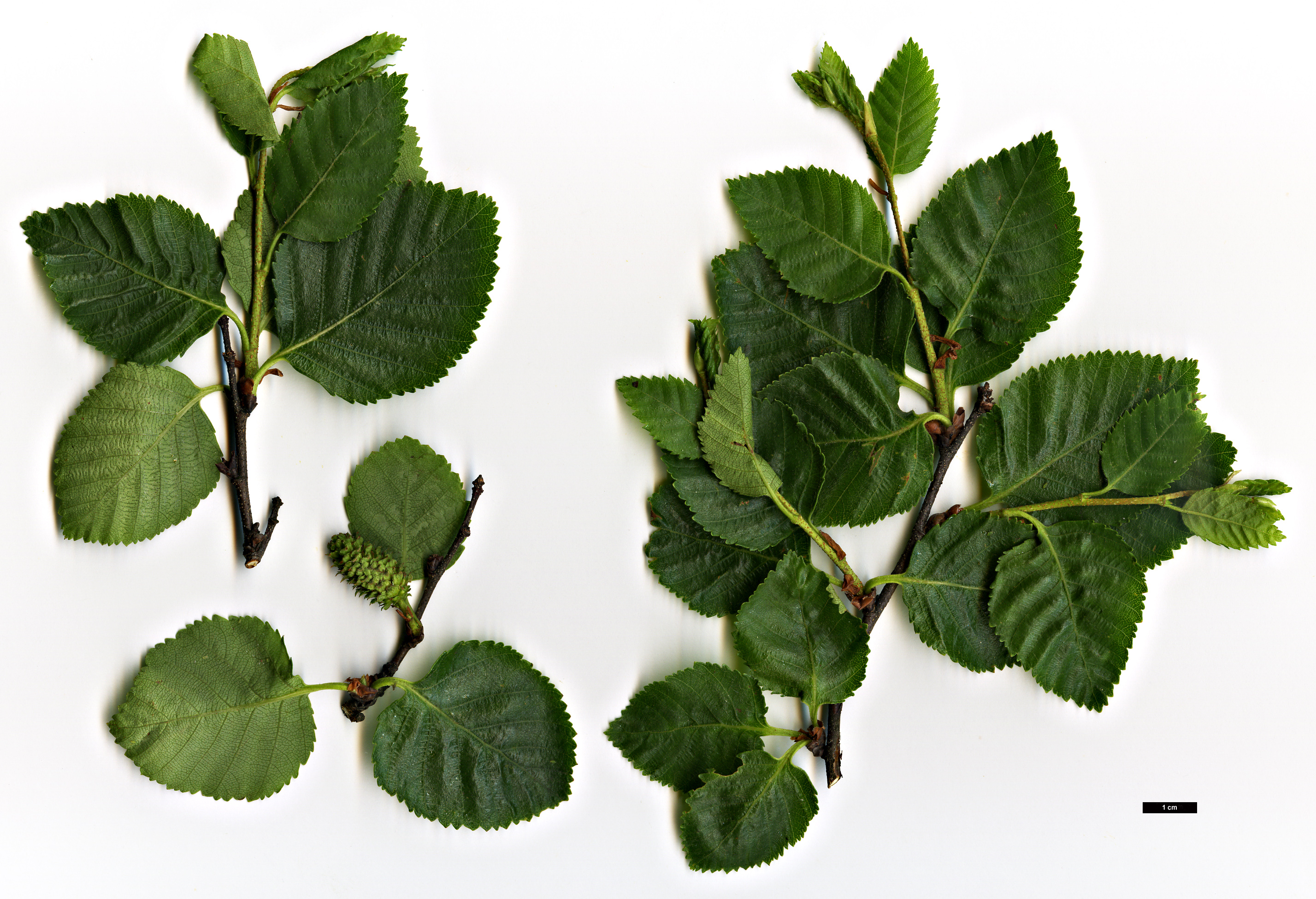 High resolution image: Family: Betulaceae - Genus: Betula - Taxon: gmelinii