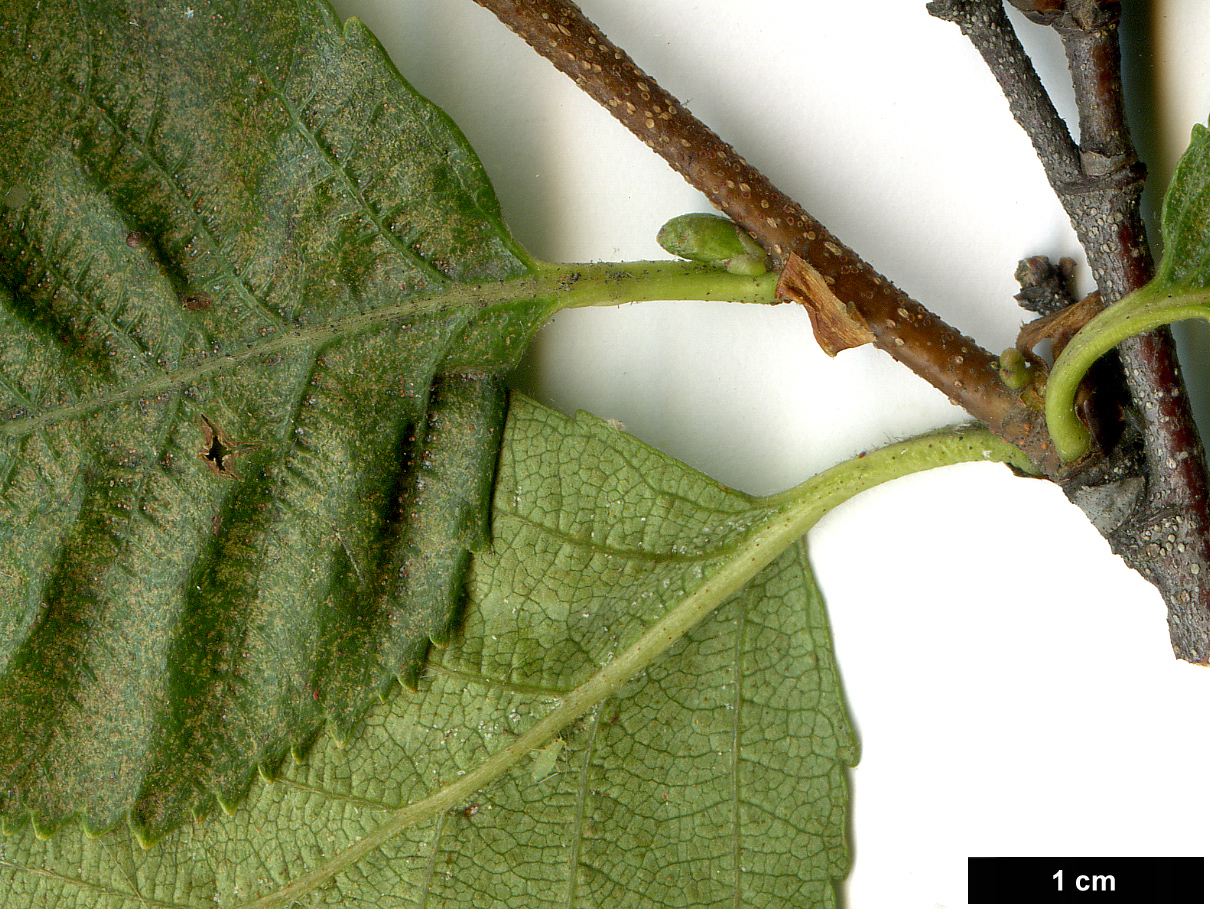 High resolution image: Family: Betulaceae - Genus: Betula - Taxon: gmelinii