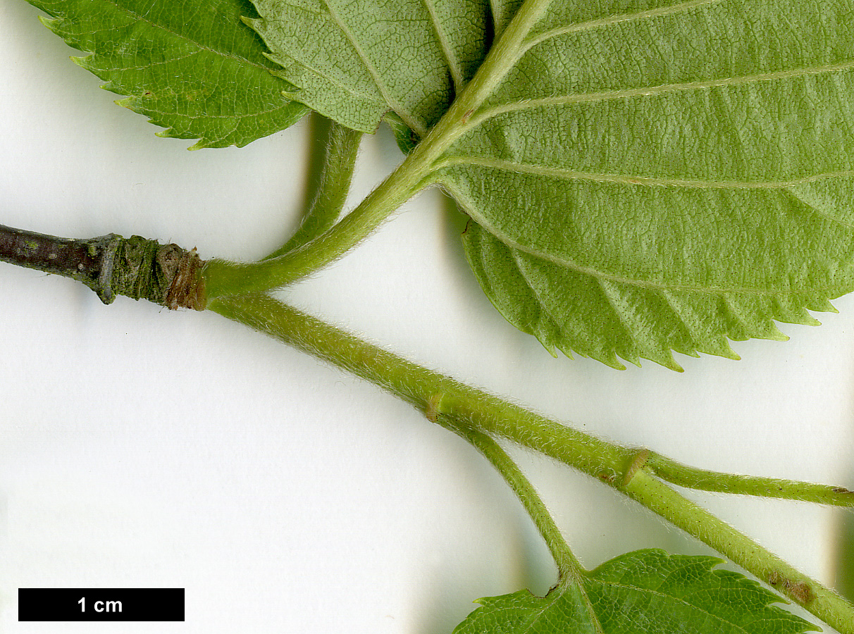 High resolution image: Family: Betulaceae - Genus: Betula - Taxon: grossa