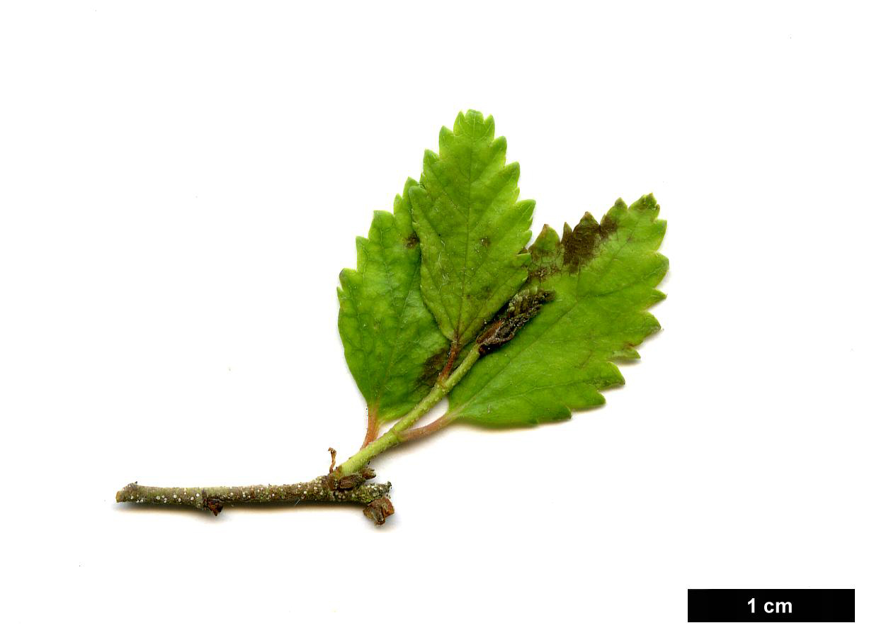 High resolution image: Family: Betulaceae - Genus: Betula - Taxon: humilis