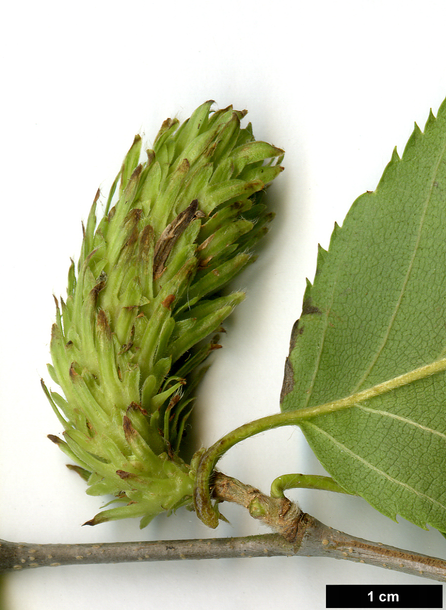 High resolution image: Family: Betulaceae - Genus: Betula - Taxon: insignis