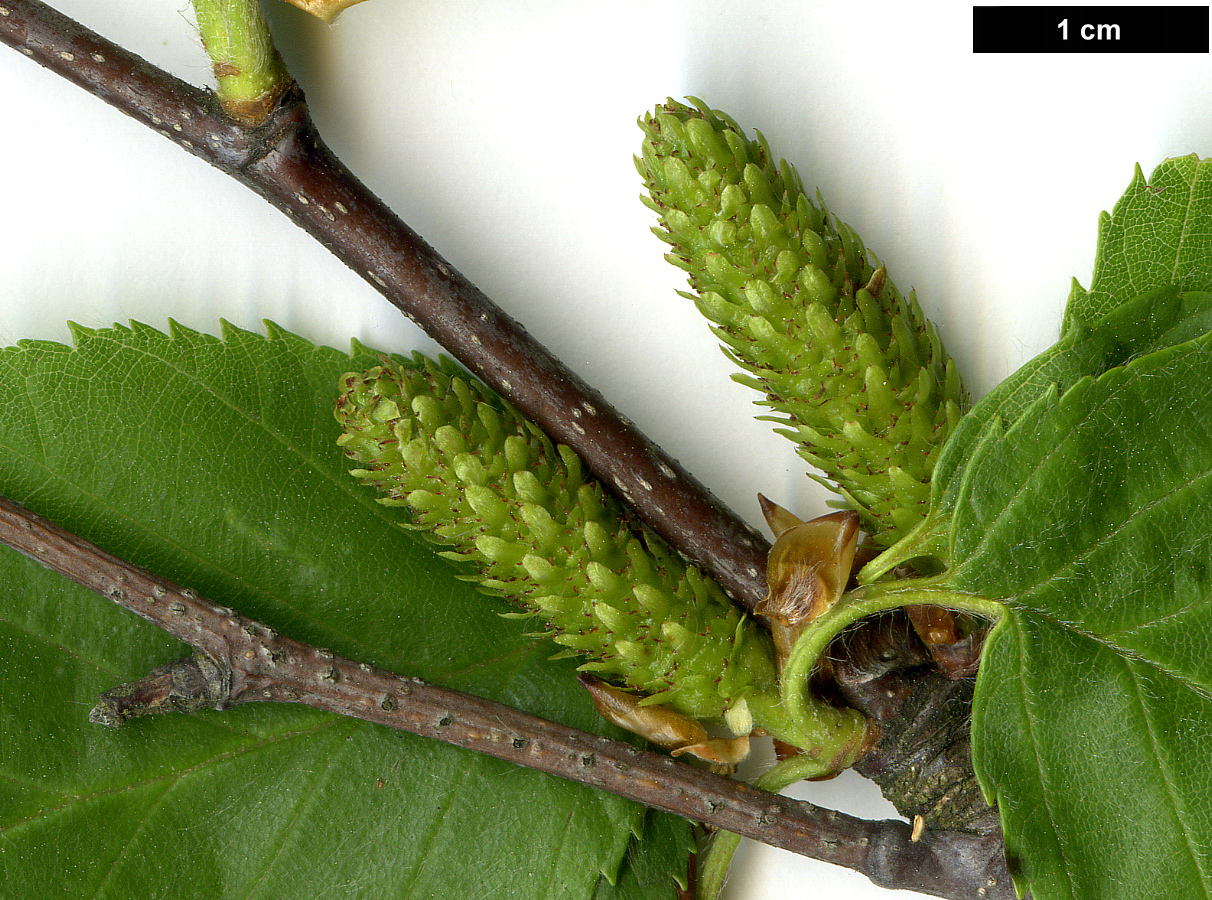 High resolution image: Family: Betulaceae - Genus: Betula - Taxon: lenta