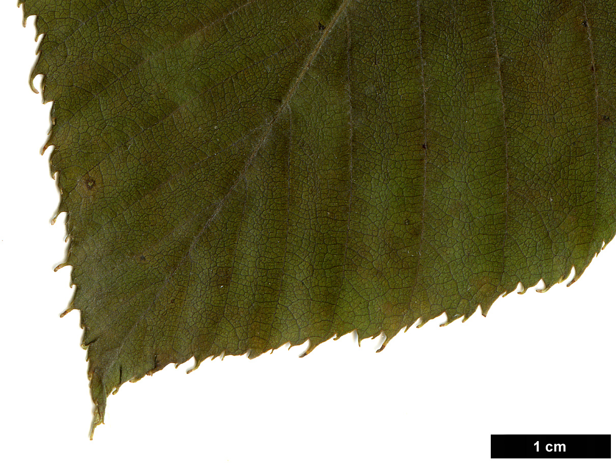 High resolution image: Family: Betulaceae - Genus: Betula - Taxon: luminifera