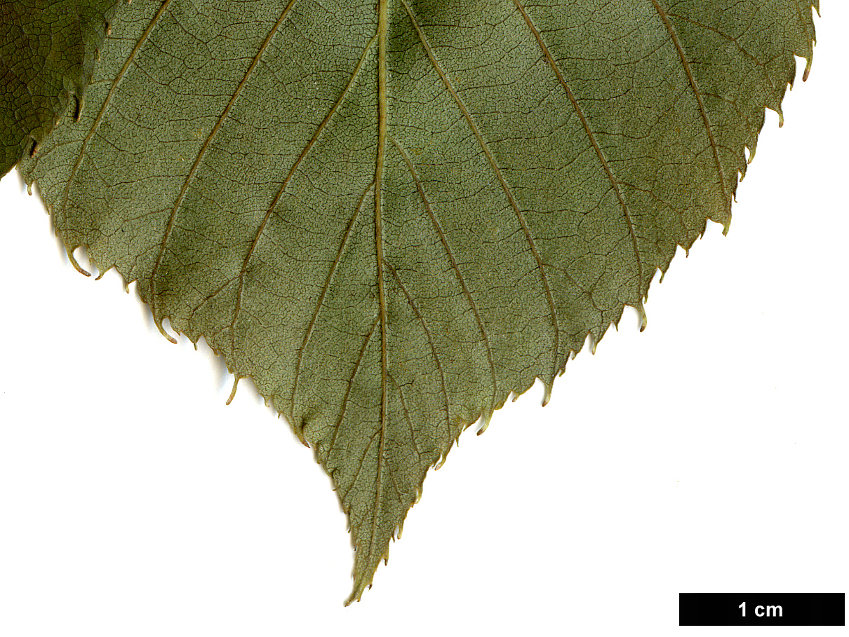 High resolution image: Family: Betulaceae - Genus: Betula - Taxon: luminifera