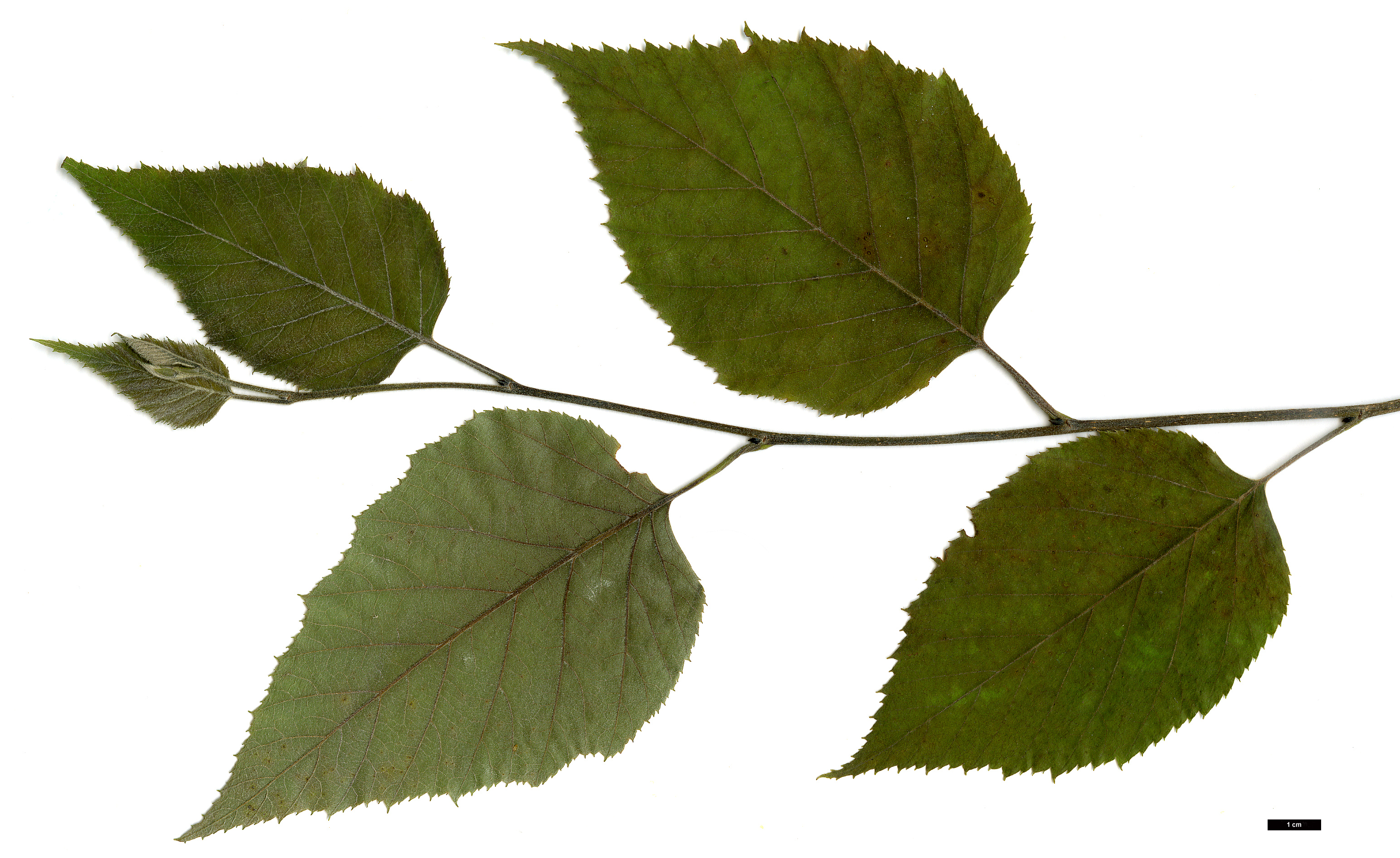 High resolution image: Family: Betulaceae - Genus: Betula - Taxon: luminifera