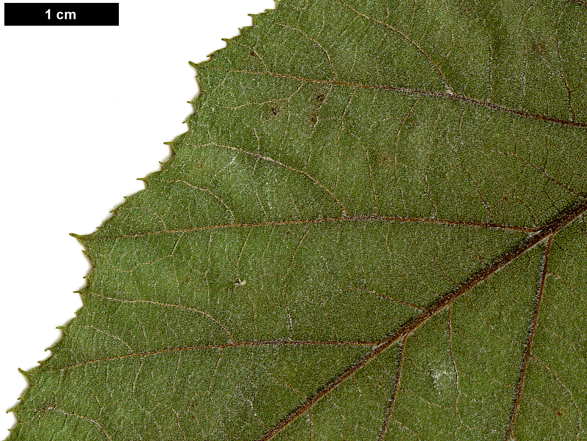 High resolution image: Family: Betulaceae - Genus: Betula - Taxon: luminifera