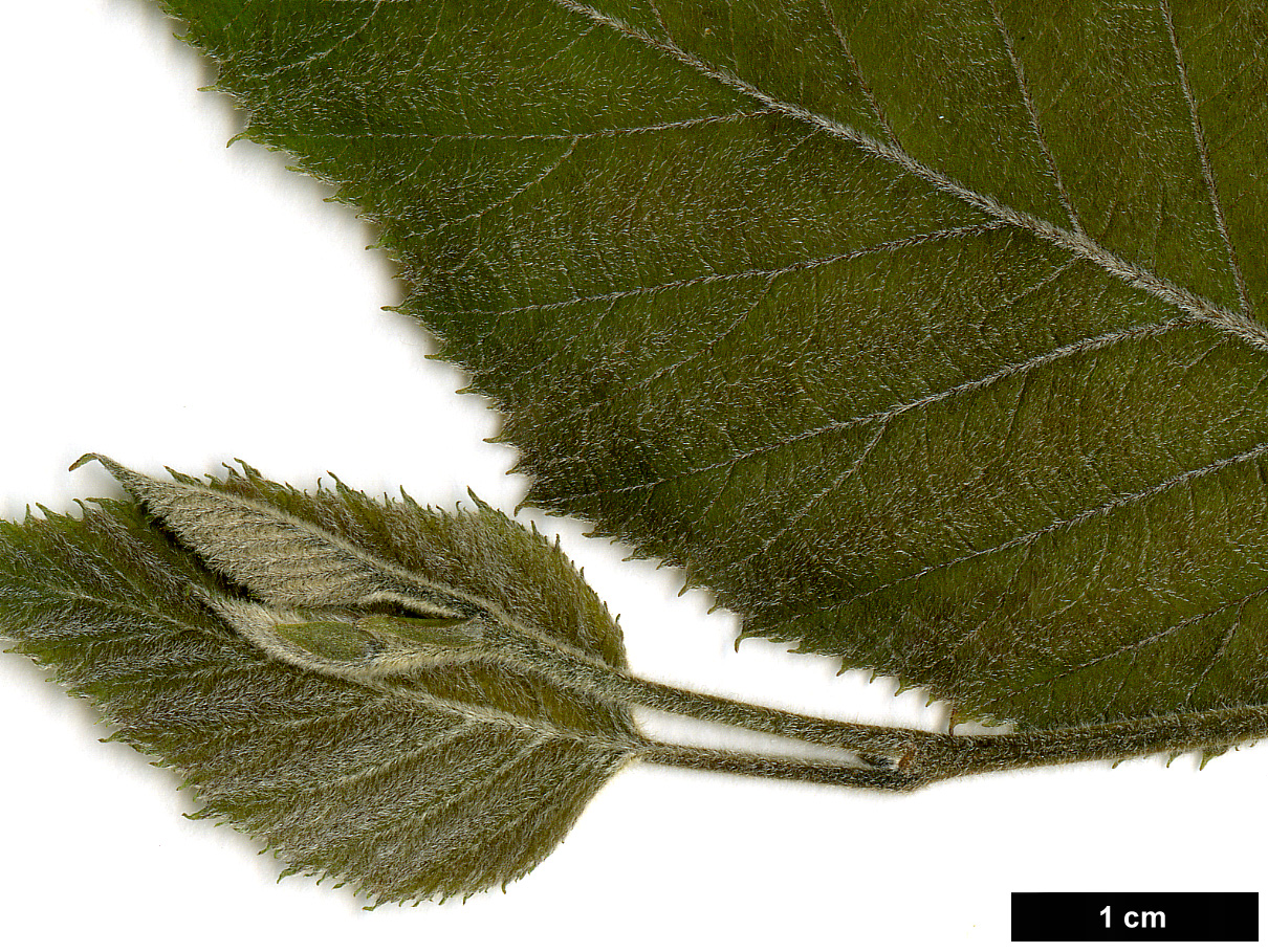 High resolution image: Family: Betulaceae - Genus: Betula - Taxon: luminifera