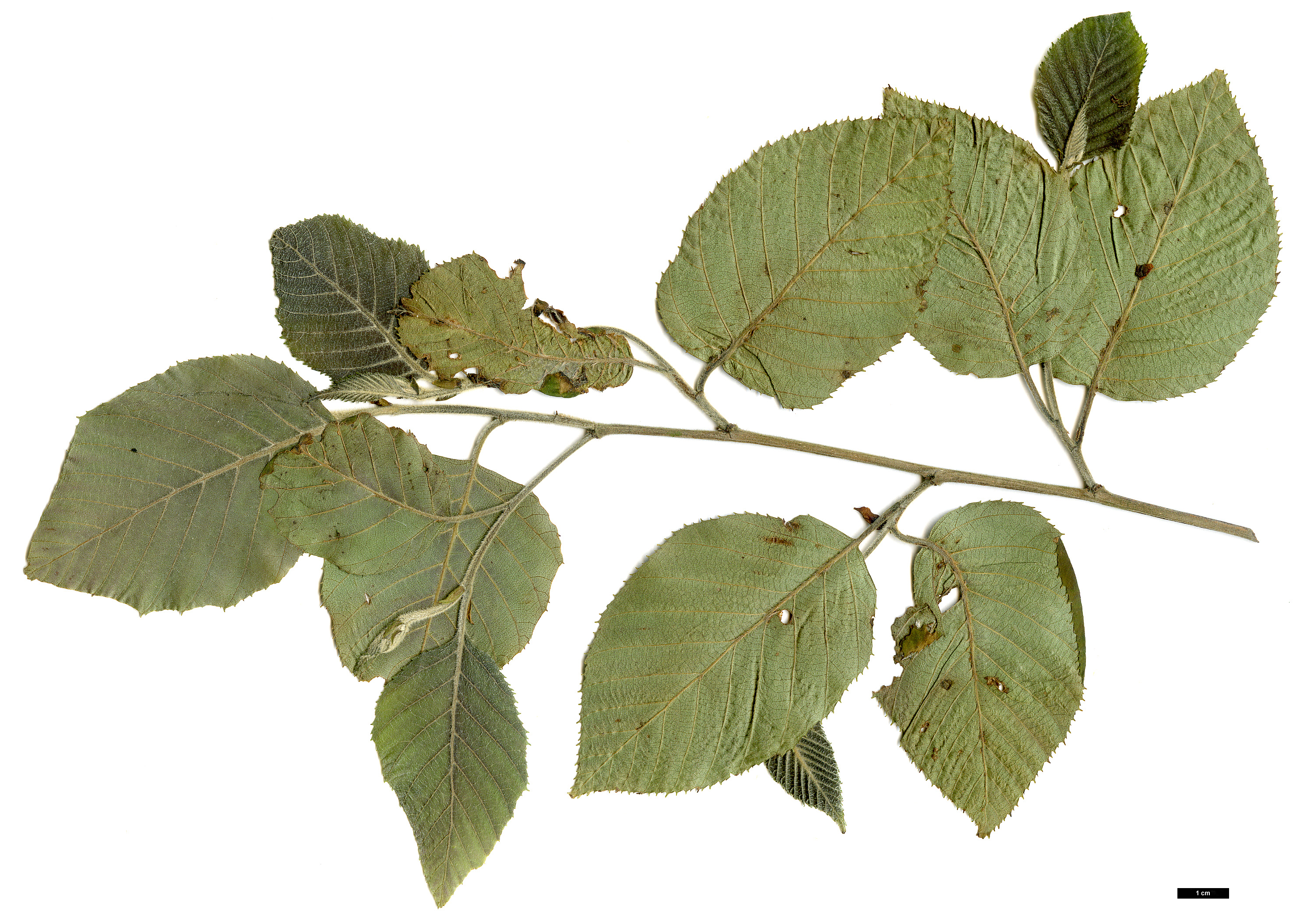 High resolution image: Family: Betulaceae - Genus: Betula - Taxon: luminifera