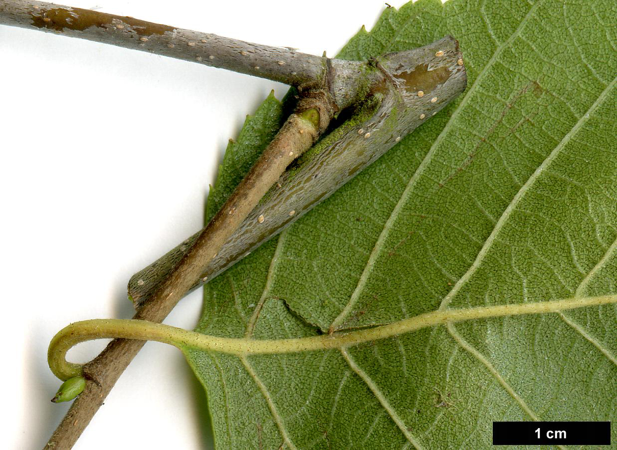 High resolution image: Family: Betulaceae - Genus: Betula - Taxon: luminifera