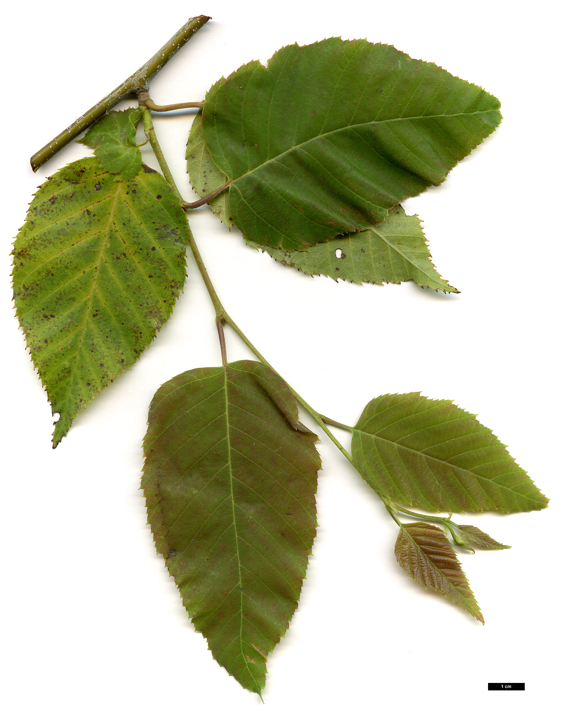 High resolution image: Family: Betulaceae - Genus: Betula - Taxon: luminifera