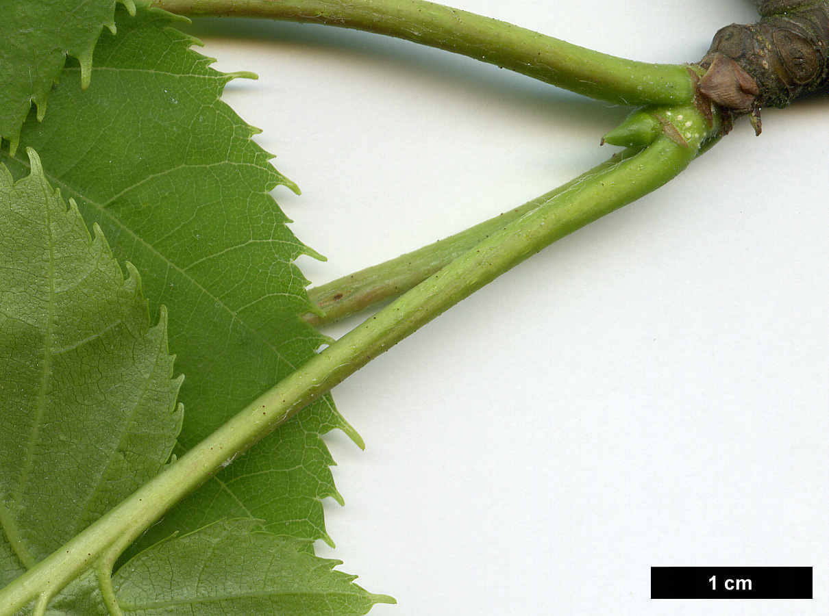 High resolution image: Family: Betulaceae - Genus: Betula - Taxon: maximowicziana