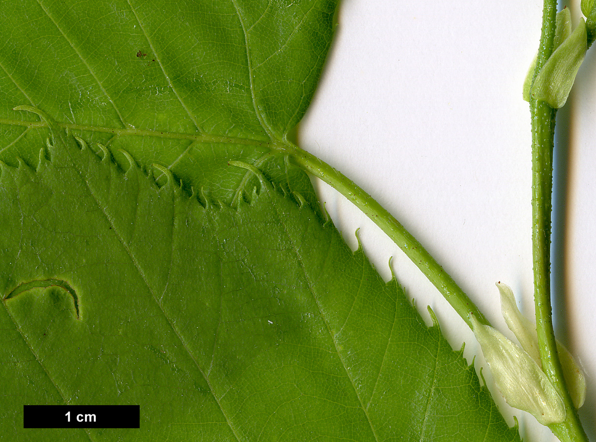 High resolution image: Family: Betulaceae - Genus: Betula - Taxon: maximowicziana