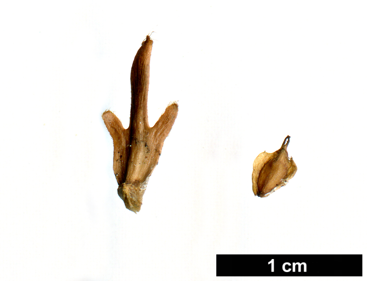 High resolution image: Family: Betulaceae - Genus: Betula - Taxon: medwediewii