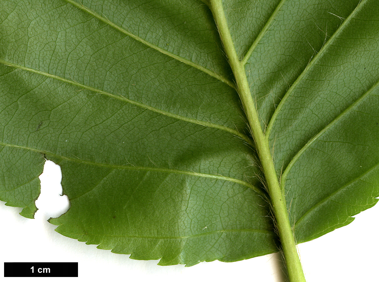 High resolution image: Family: Betulaceae - Genus: Betula - Taxon: medwediewii