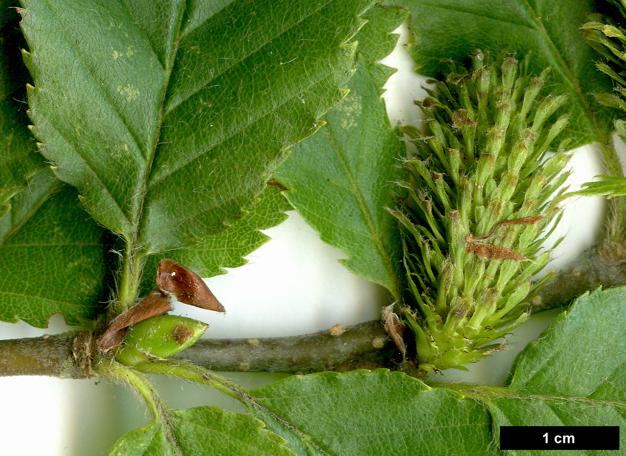 High resolution image: Family: Betulaceae - Genus: Betula - Taxon: megrelica