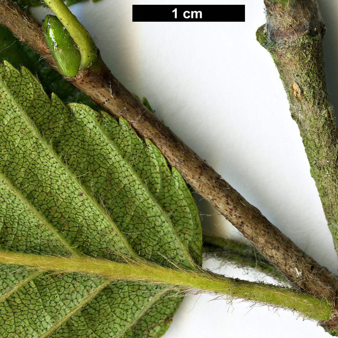 High resolution image: Family: Betulaceae - Genus: Betula - Taxon: megrelica