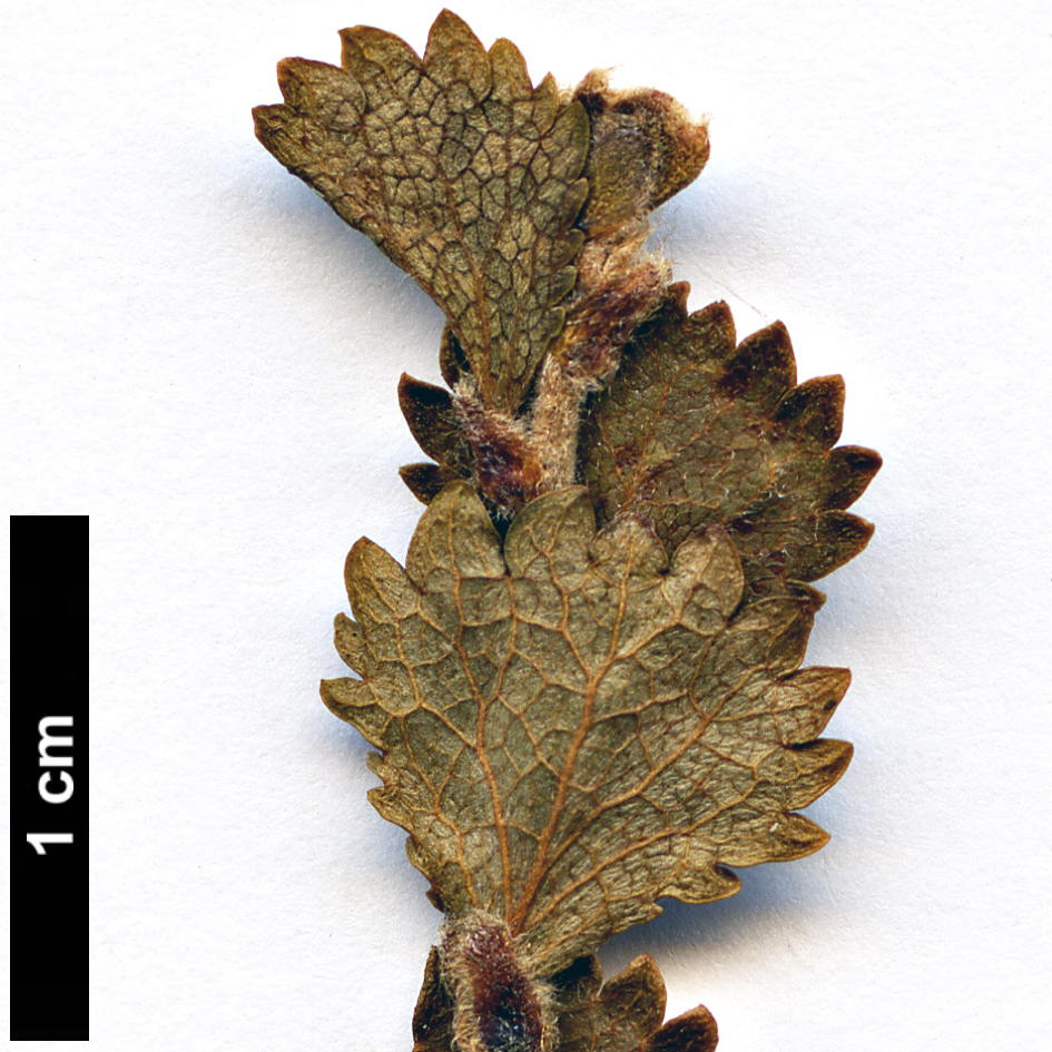 High resolution image: Family: Betulaceae - Genus: Betula - Taxon: michauxii