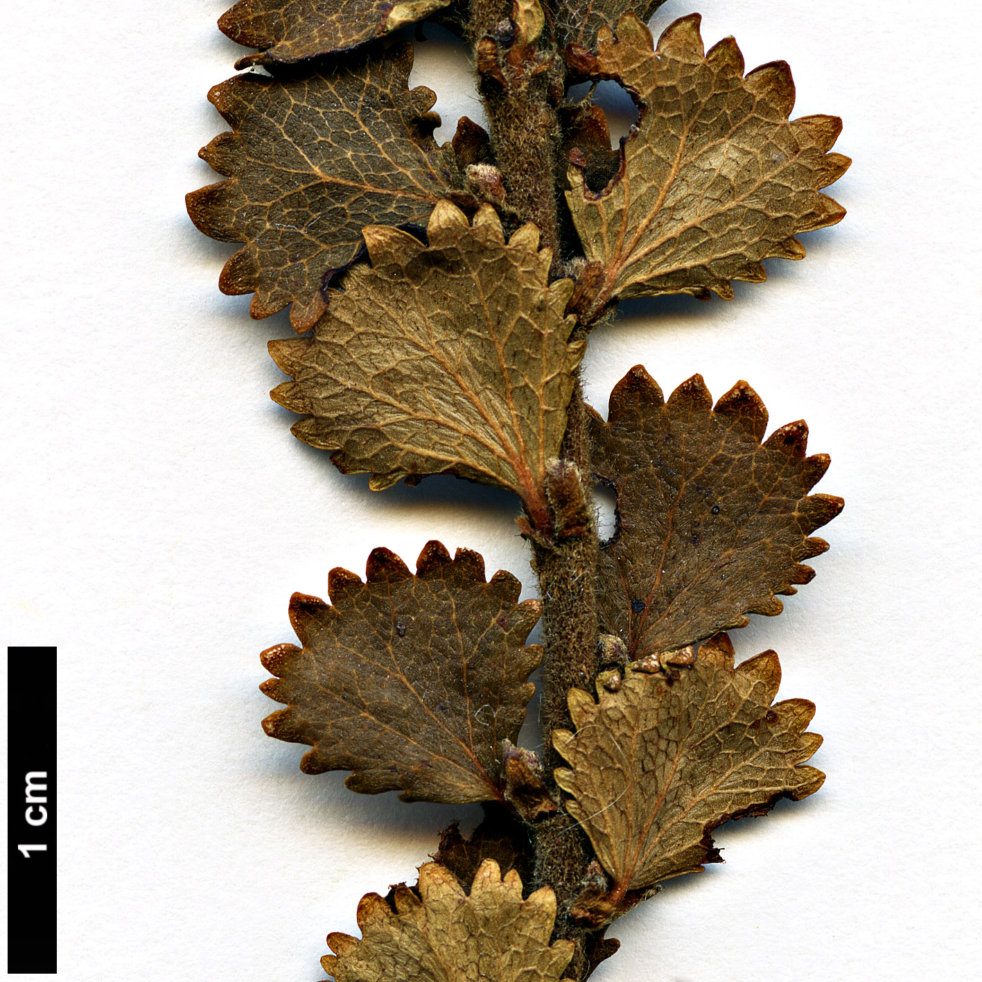 High resolution image: Family: Betulaceae - Genus: Betula - Taxon: michauxii