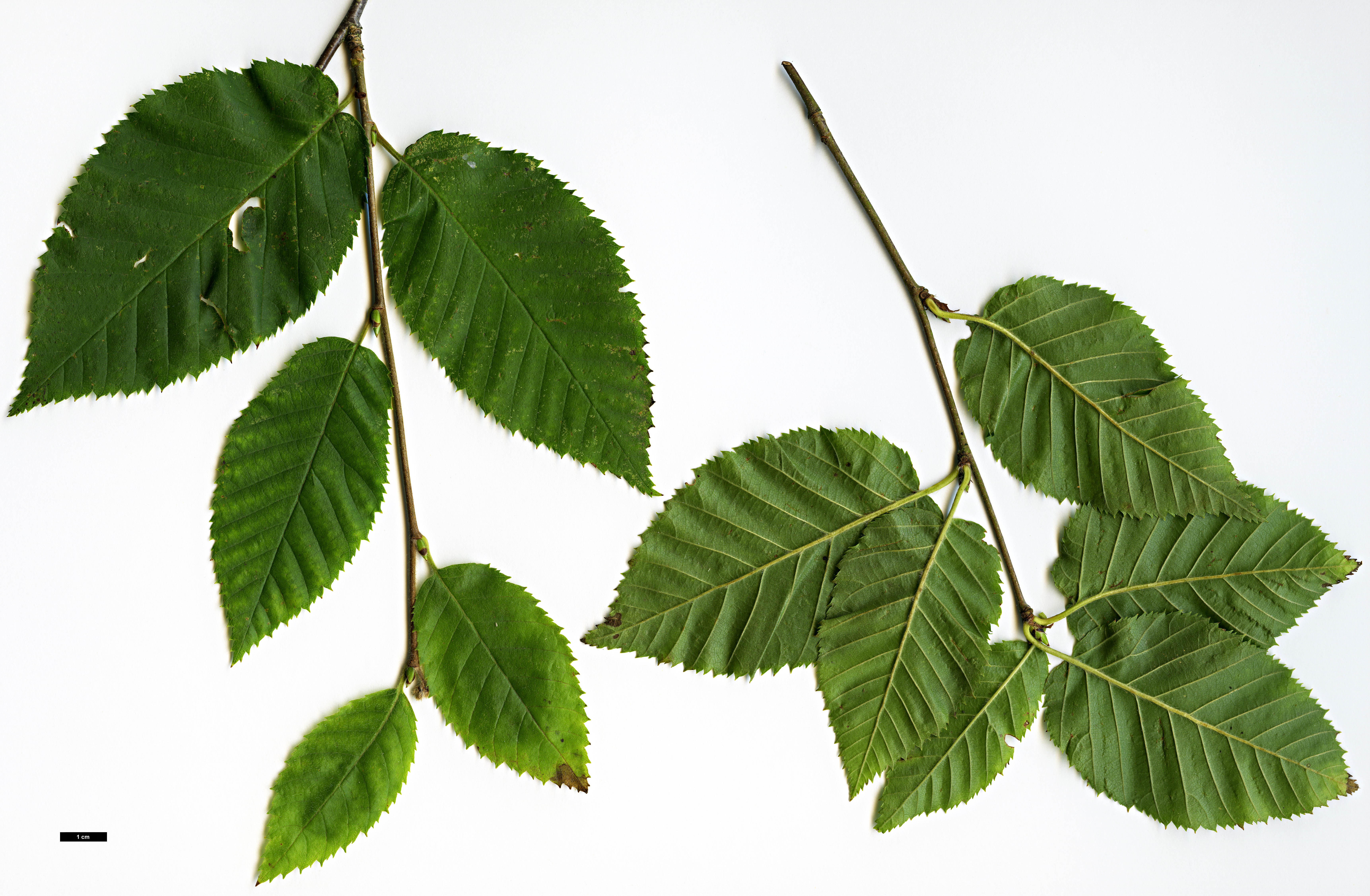 High resolution image: Family: Betulaceae - Genus: Betula - Taxon: murrayana