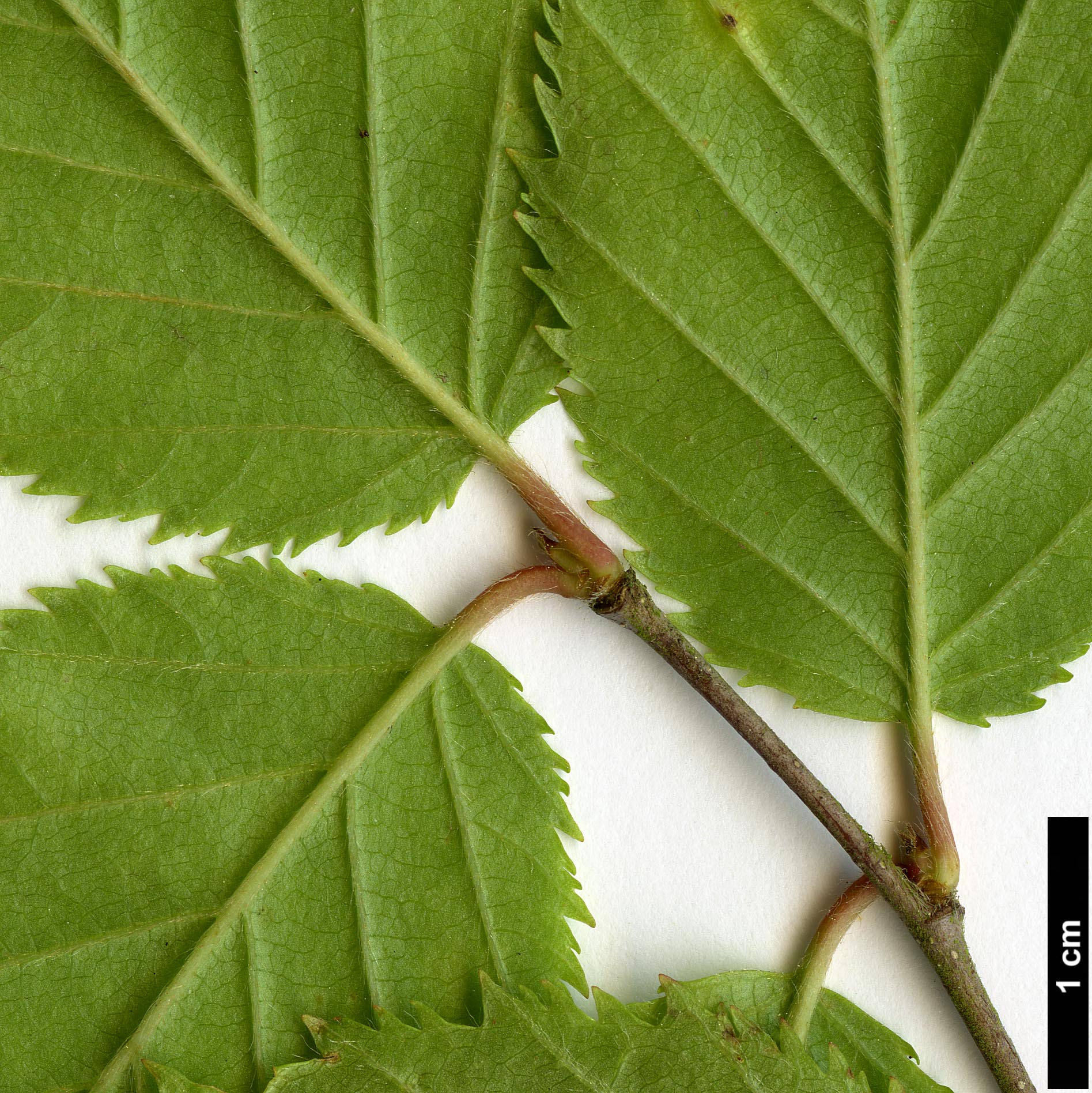 High resolution image: Family: Betulaceae - Genus: Betula - Taxon: murrayana