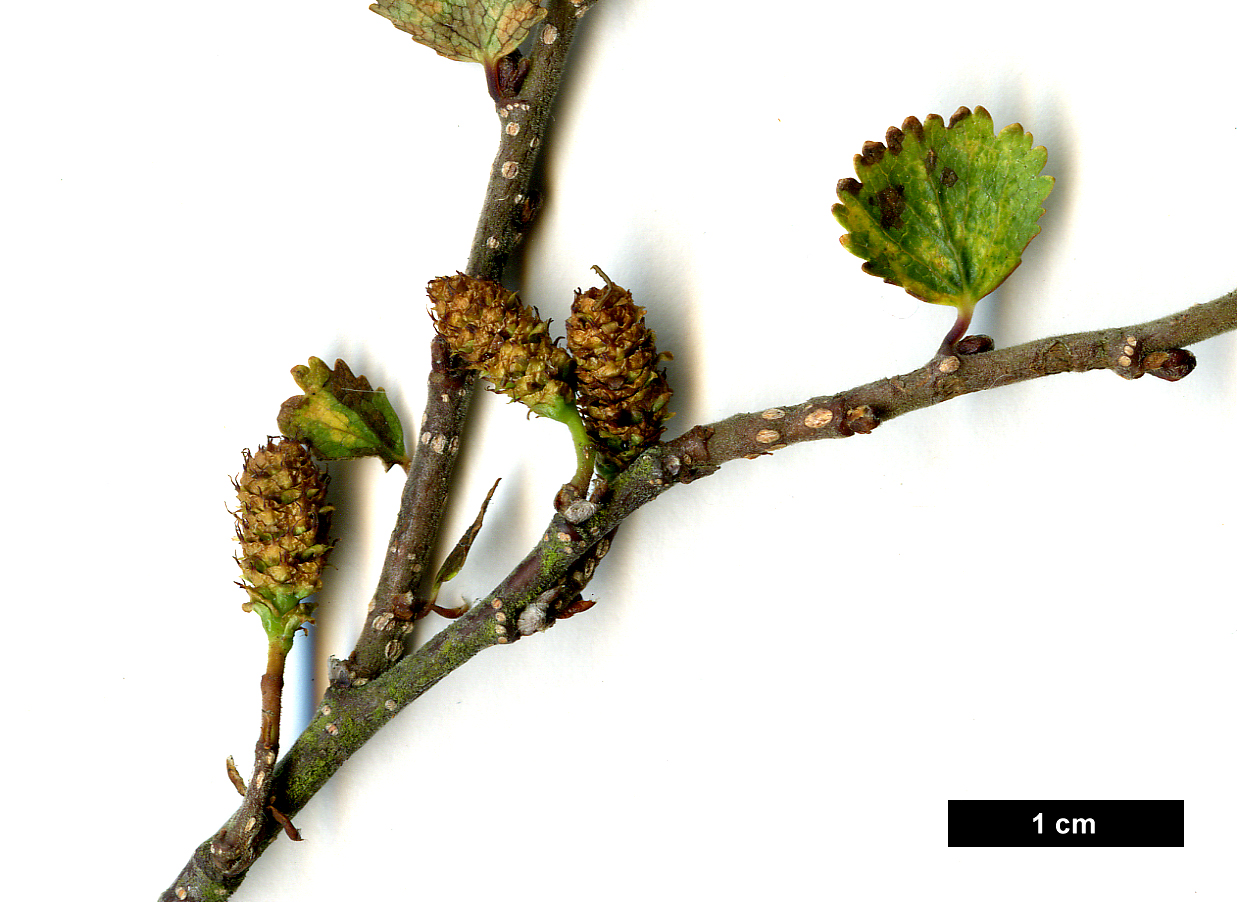 High resolution image: Family: Betulaceae - Genus: Betula - Taxon: nana