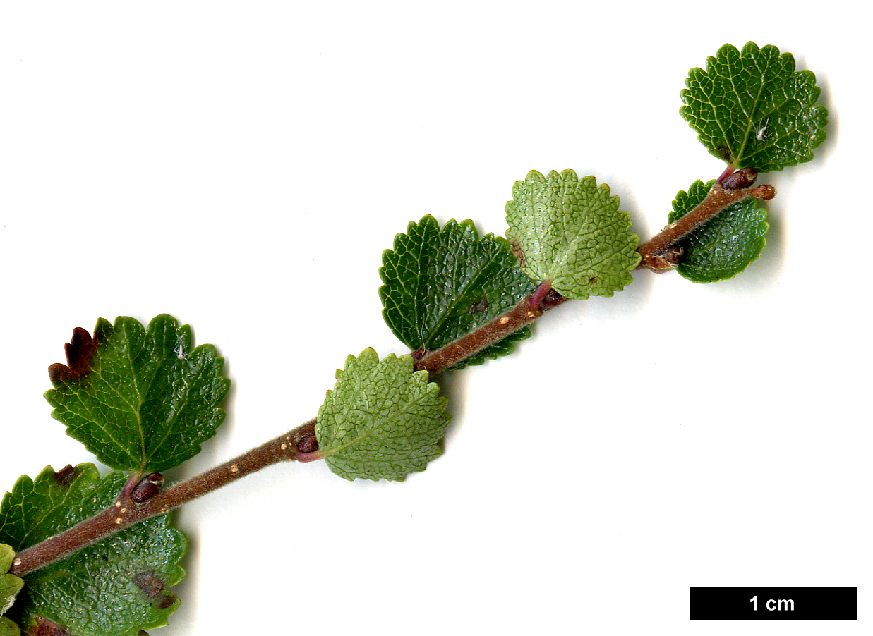 High resolution image: Family: Betulaceae - Genus: Betula - Taxon: nana