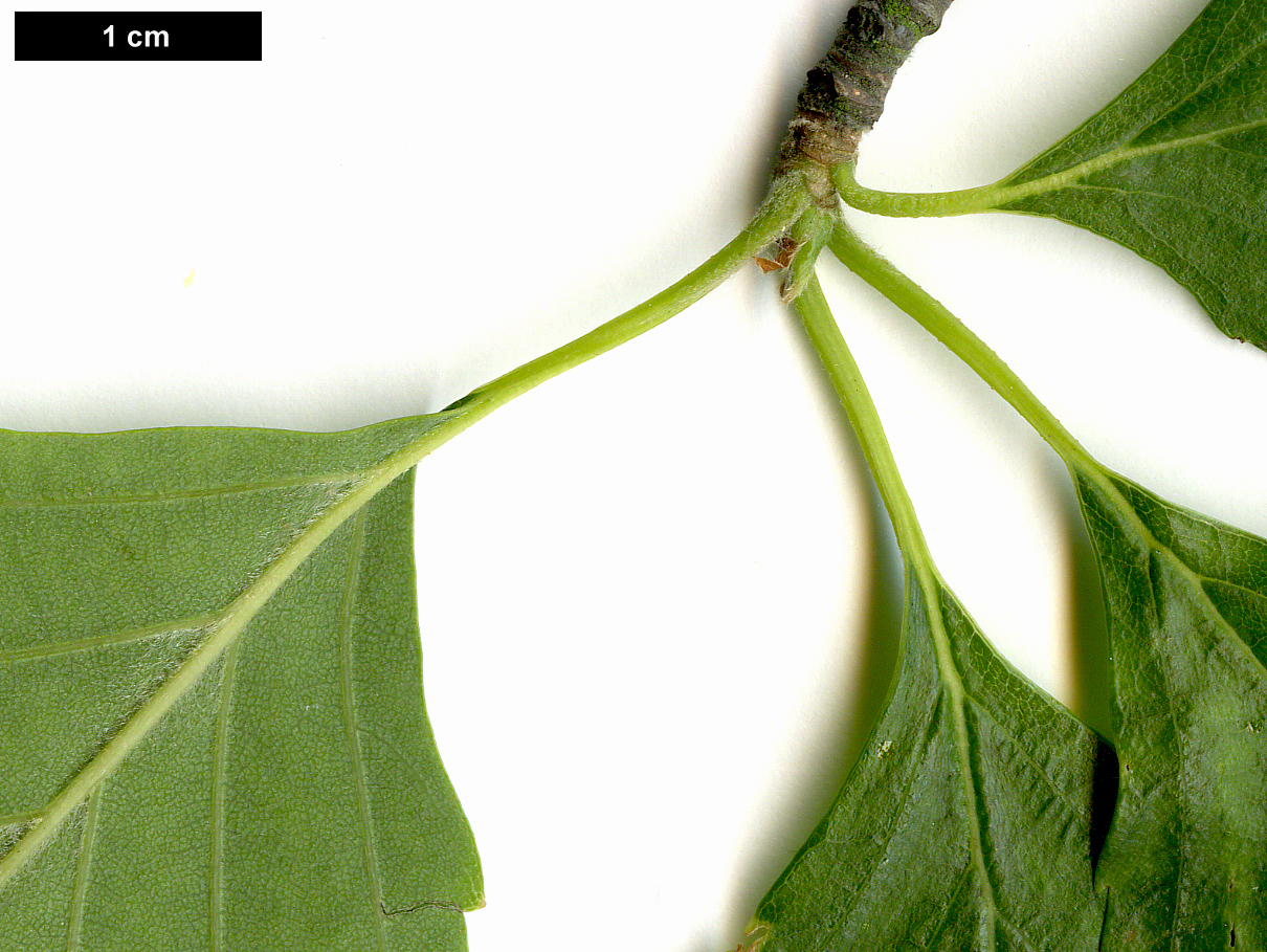 High resolution image: Family: Betulaceae - Genus: Betula - Taxon: nigra