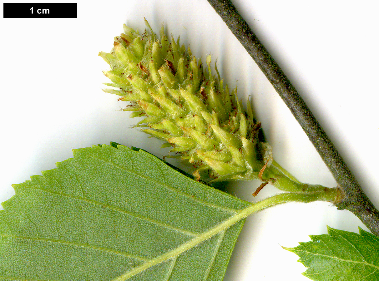 High resolution image: Family: Betulaceae - Genus: Betula - Taxon: nigra