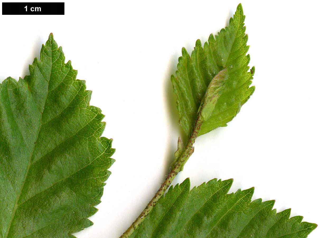 High resolution image: Family: Betulaceae - Genus: Betula - Taxon: occidentalis