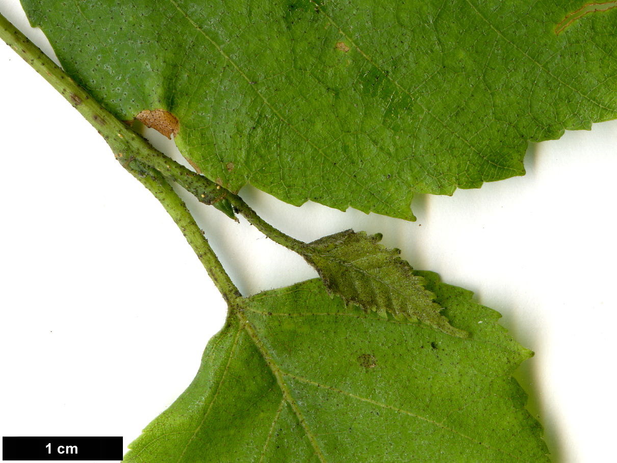 High resolution image: Family: Betulaceae - Genus: Betula - Taxon: papyrifera