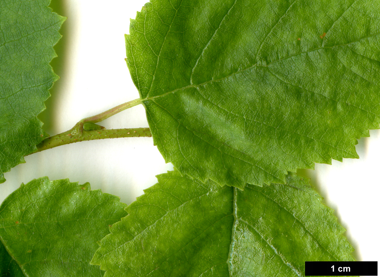 High resolution image: Family: Betulaceae - Genus: Betula - Taxon: papyrifera