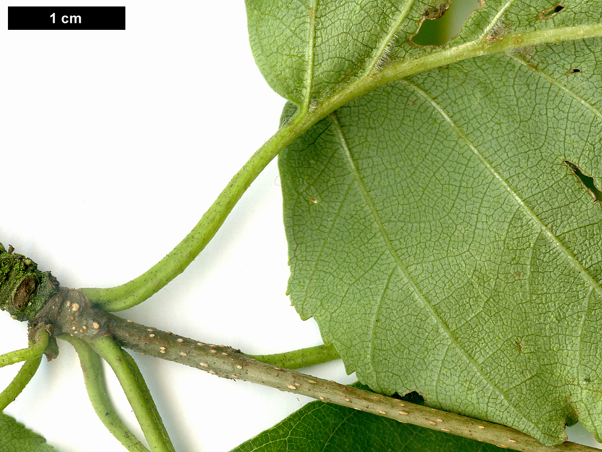 High resolution image: Family: Betulaceae - Genus: Betula - Taxon: papyrifera